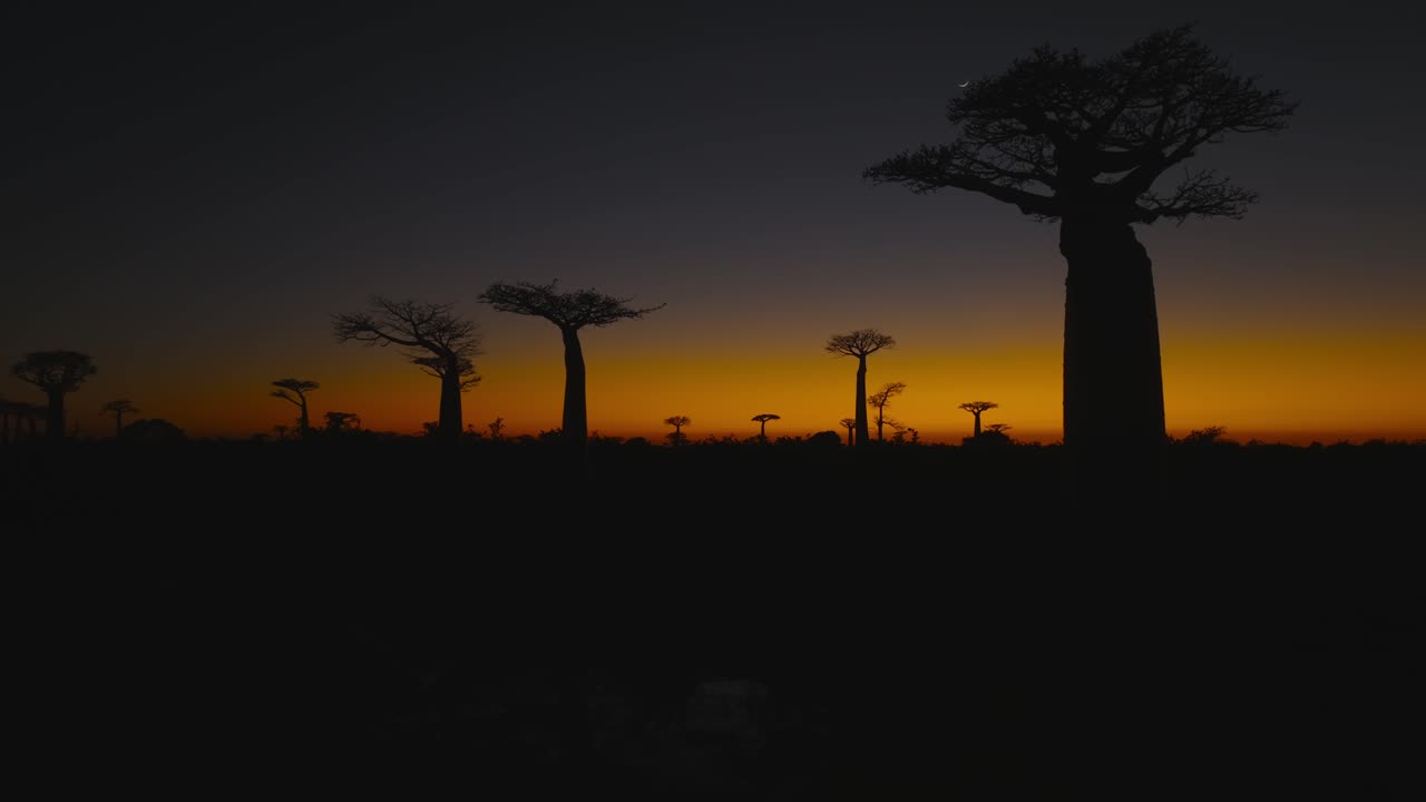 Stunning aerial view of baobab trees silhouetted against the deepening twilight sky at Avenue of the Baobabs in Madagascar. Peaceful, exotic and atmospheric landscape at dusk.