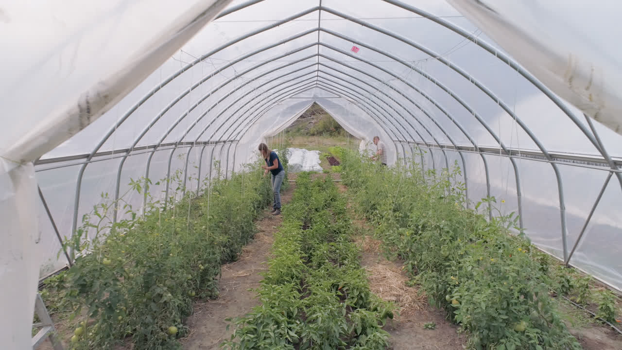 4k  ⁇ 에서 일하는 두 명의 농부