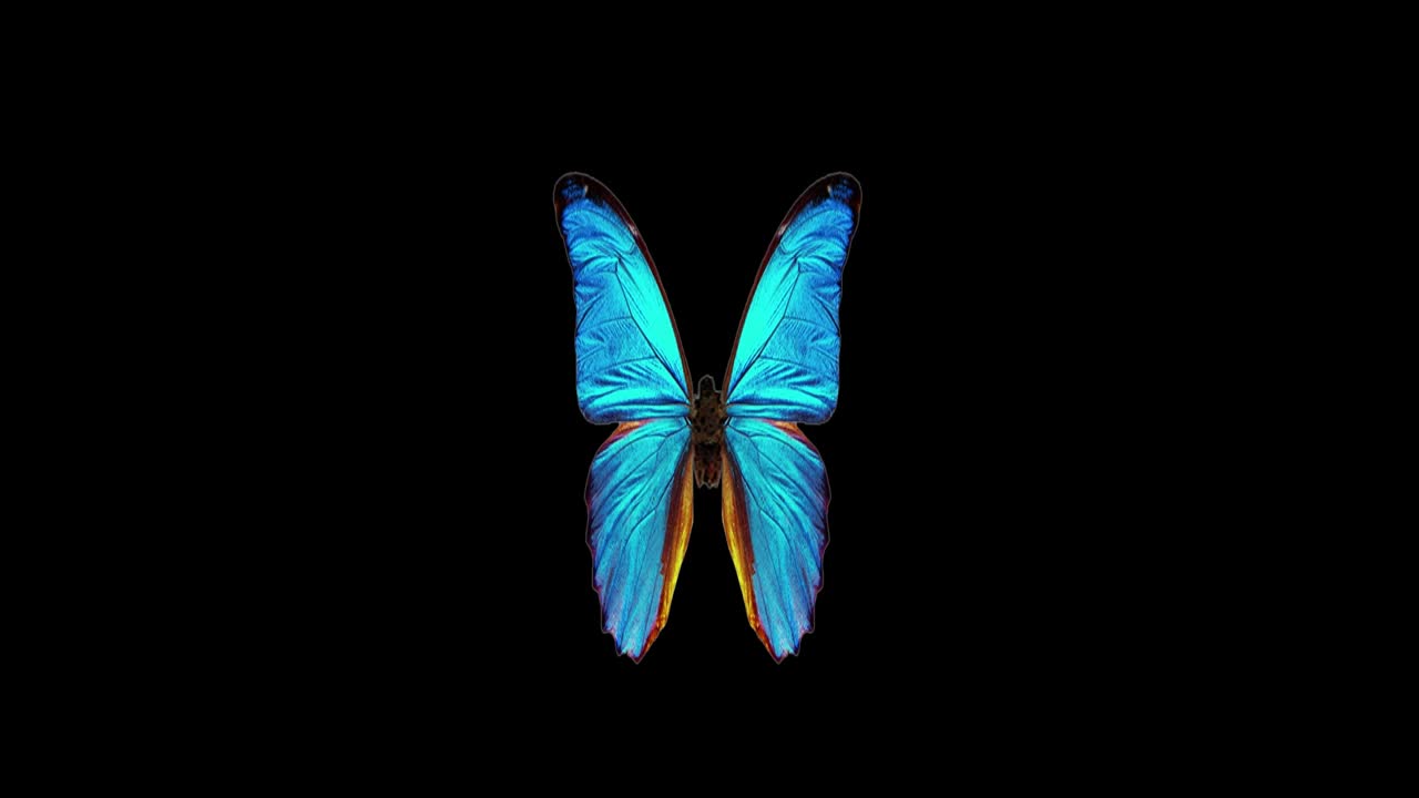 The blue butterfly features vibrant, iridescent blue wings, often with black edges. Delicate and graceful, it symbolizes transformation and beauty in nature.