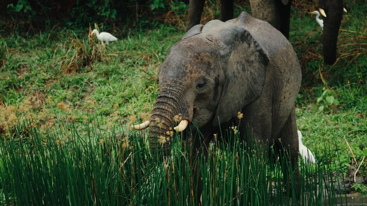강둑, 푸른 잔디 배경, 우간다, 아프리카에 갈대에 코끼리 먹이