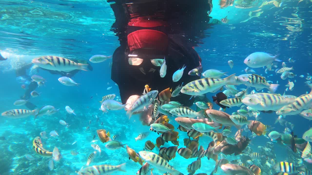다채로운 바다 물고기에게 먹이를 주는 다이버의 수중 영상
