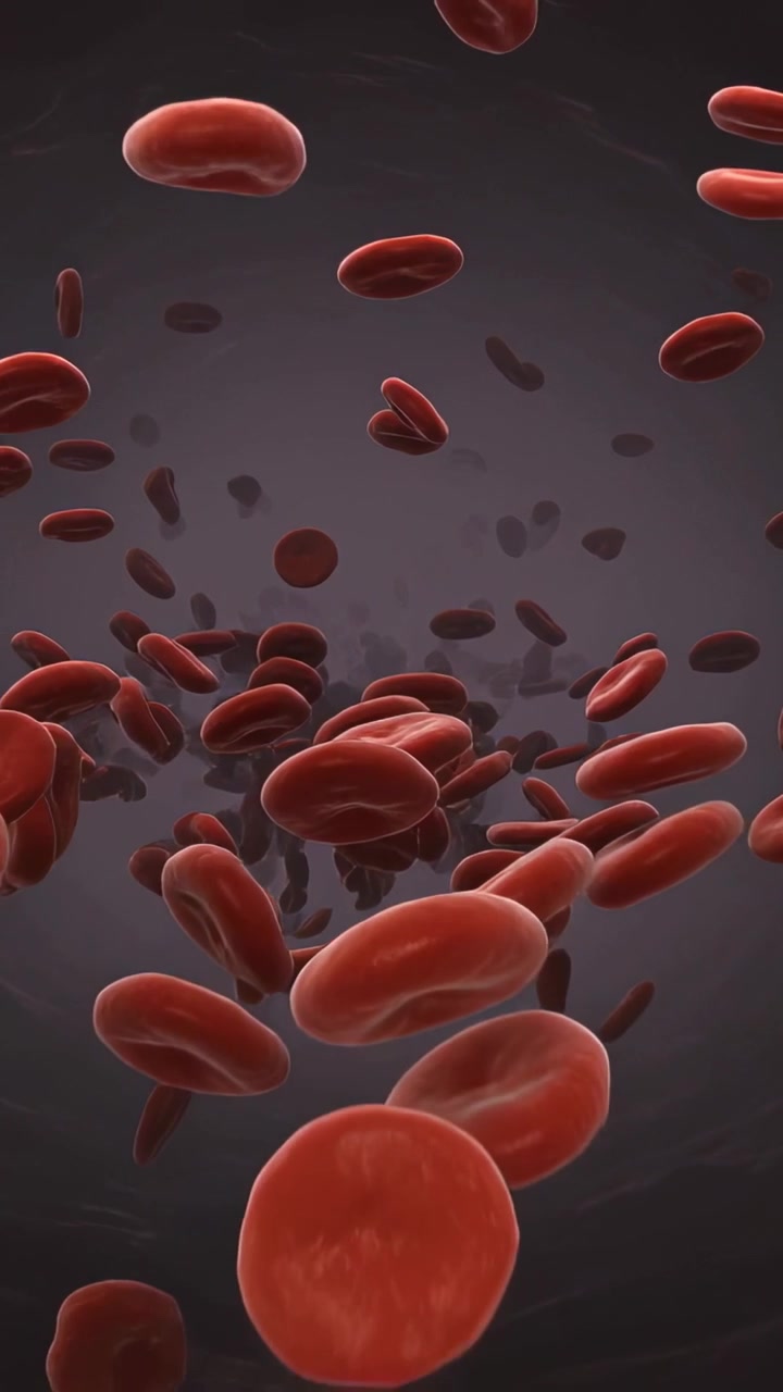 Vertical video: Moving camera revealing red blood cells streaming through vessel lumen to show flow