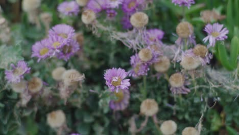 primer plano de las flores rosadas silvestres