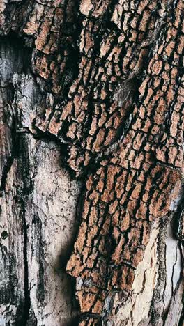 close-up view of tree bark textures