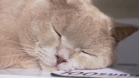 british gray domestic cat sleeps on a 100 dollar bill in the room. 4k. close up