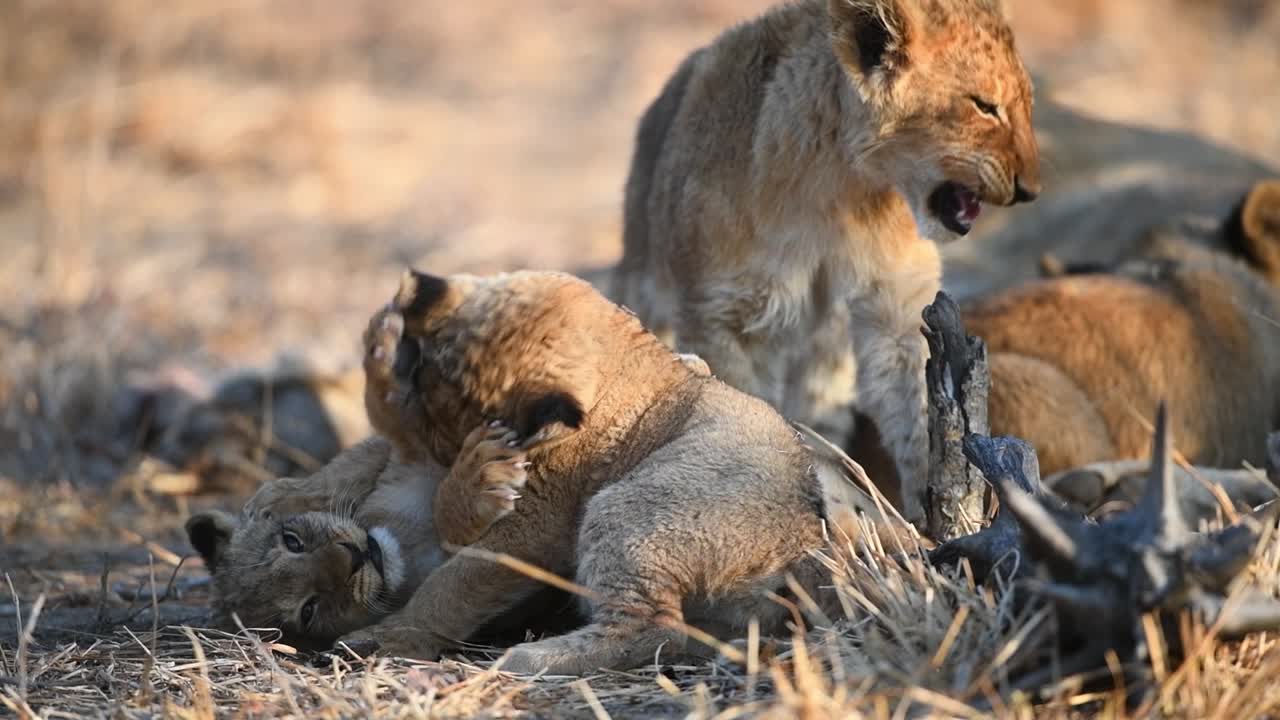 schattige leeuwenwelpen spelen in het gouden licht in het grotere kruger national park