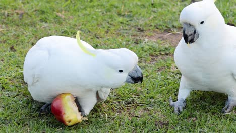 two cockatoos interacting and sharing an apple