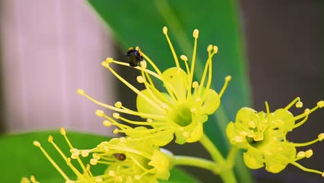 australian black bee collects pollen in its corbiculae from the stamen of a yellow flower