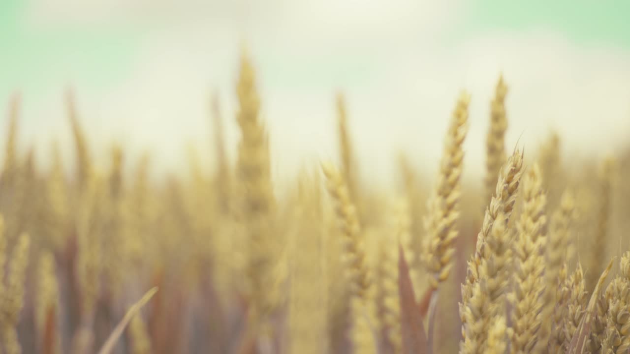 Golden wheat field in the sunshine, showcasing ripe grains ready for harvest. This close-up shot captures the beauty and abundance of nature, symbolizing growth, agriculture, and healthy living.