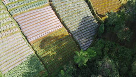 aerial top down shot of farmer working on terraced vegetable plantation on mountain during sunlight - mount sumbing,indonesia