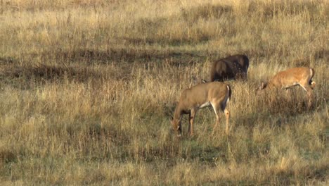 White-Tailed-Deer-Does-and-Faun