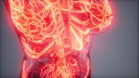 Blood-Vessels-of-Human-Body