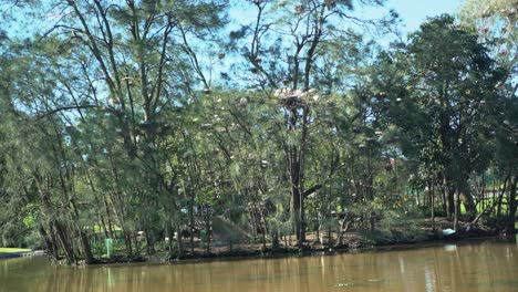 Wide-shot-of-Large-group-of-white-ibis-birds-all-together-on-an-island-nest-in-nature-surrounding-a-lake-on-a-sunny-day