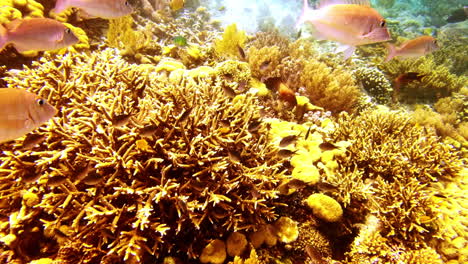 Es-Lohnt-Sich,-Für-Die-Schönheit-Der-Korallenriffe-Zu-Kämpfen
