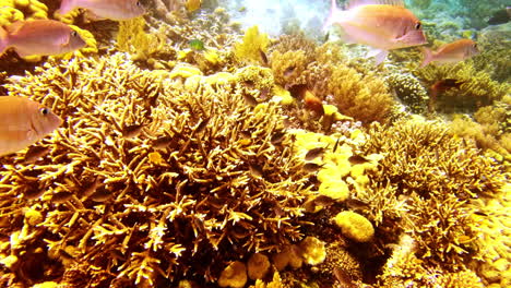 la belleza de los arrecifes de coral vale la pena luchar por ella.