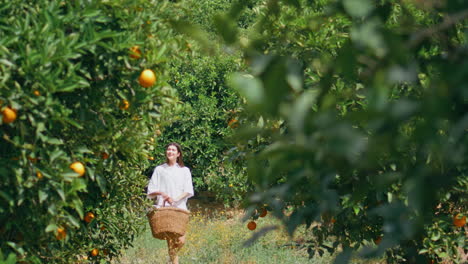 carefree girl walking tangerine trees garden. happy young woman sniffing citrus