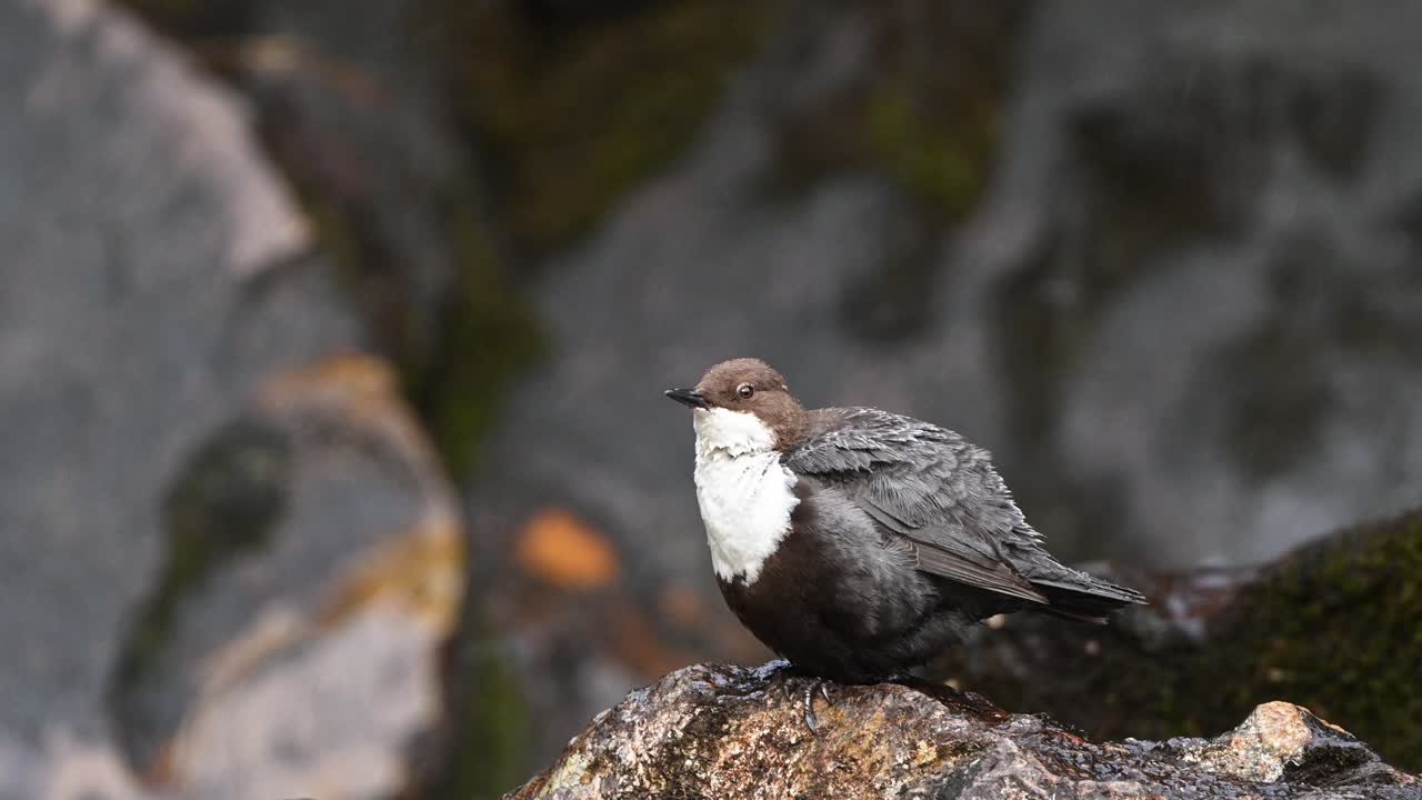 Profile view of White Throated Dipper on rock near waterfall chirping, grooming plumage, close up