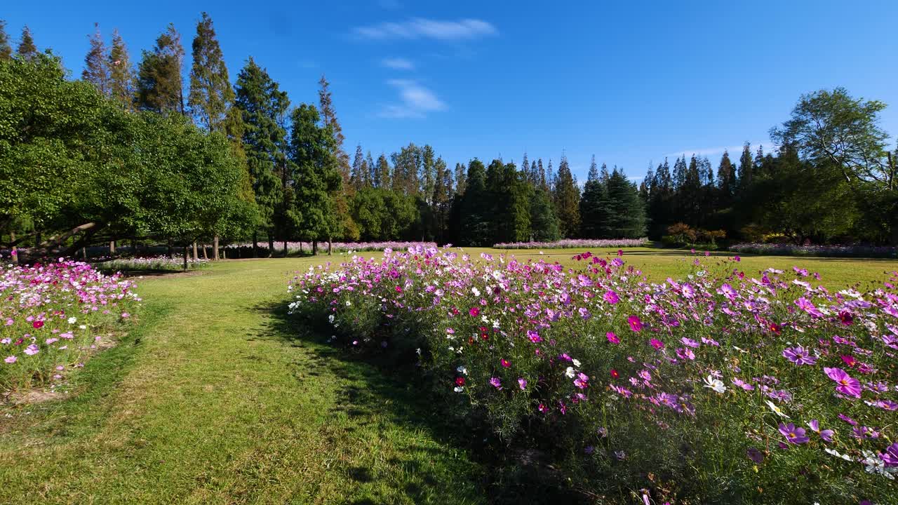 상하이 bingjiang 숲 공원에서 바람이 부는 은 날에 아름다운 cosmos bipinnata (coreopsis) 꽃 필드, 4k 느린 동작 영상 loopable 효과.