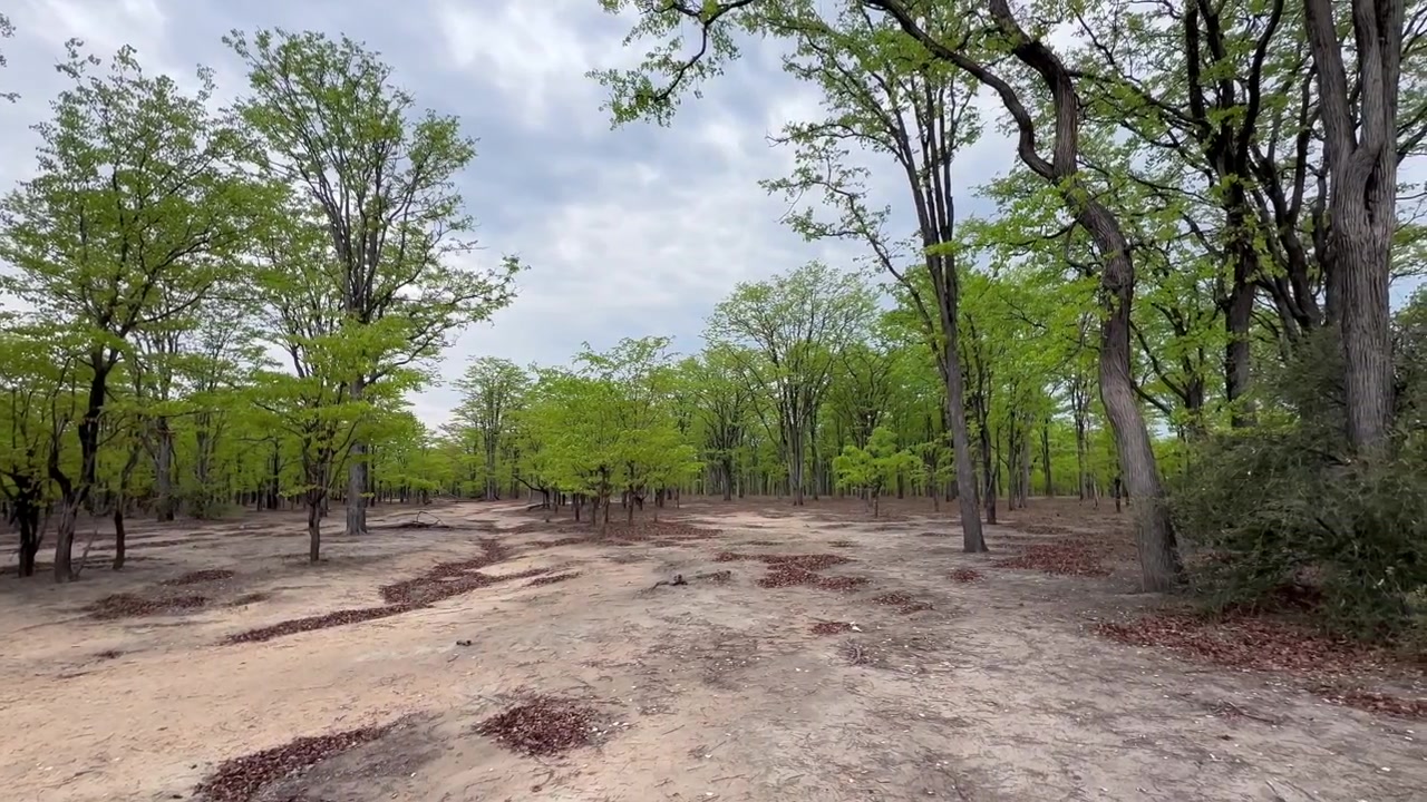 Un'ampia veduta di una foresta rada con fogliame verde fresco sotto cieli coperti nel Parco Nazionale di Liwonde, Malawi.