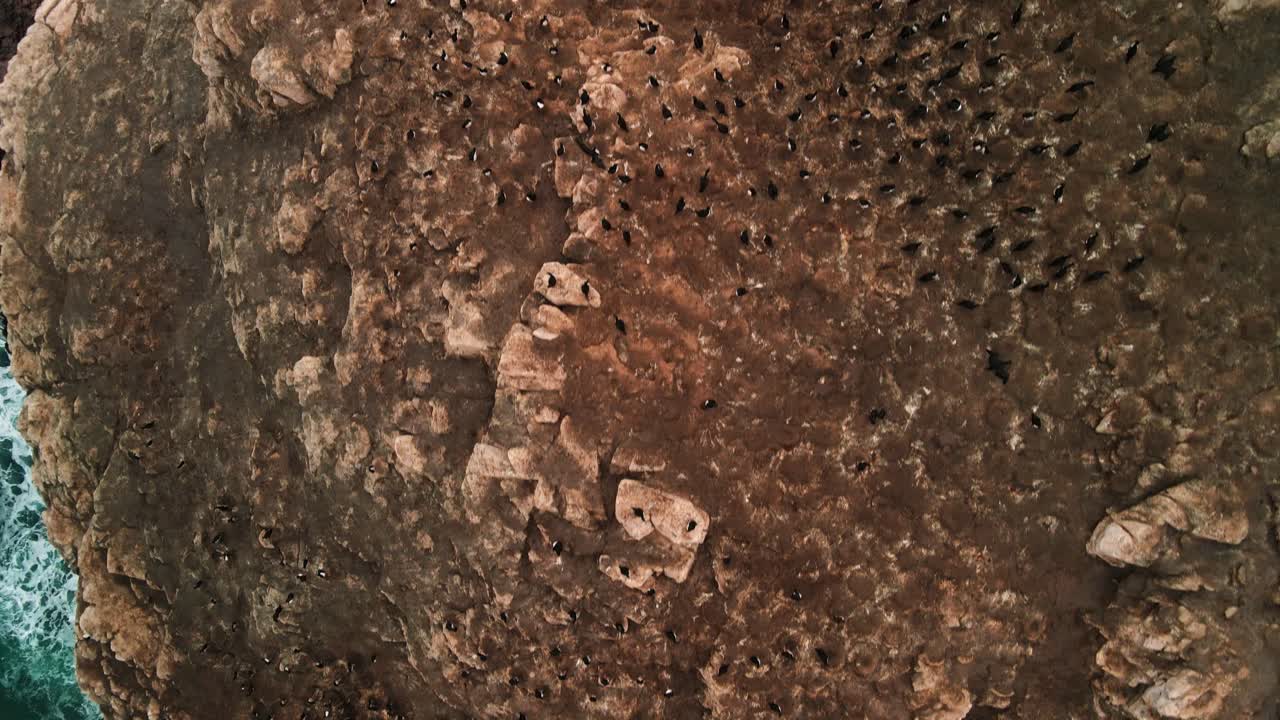 Drone aerial forward top-down view of a large seal colony basking on rugged coastal rocks