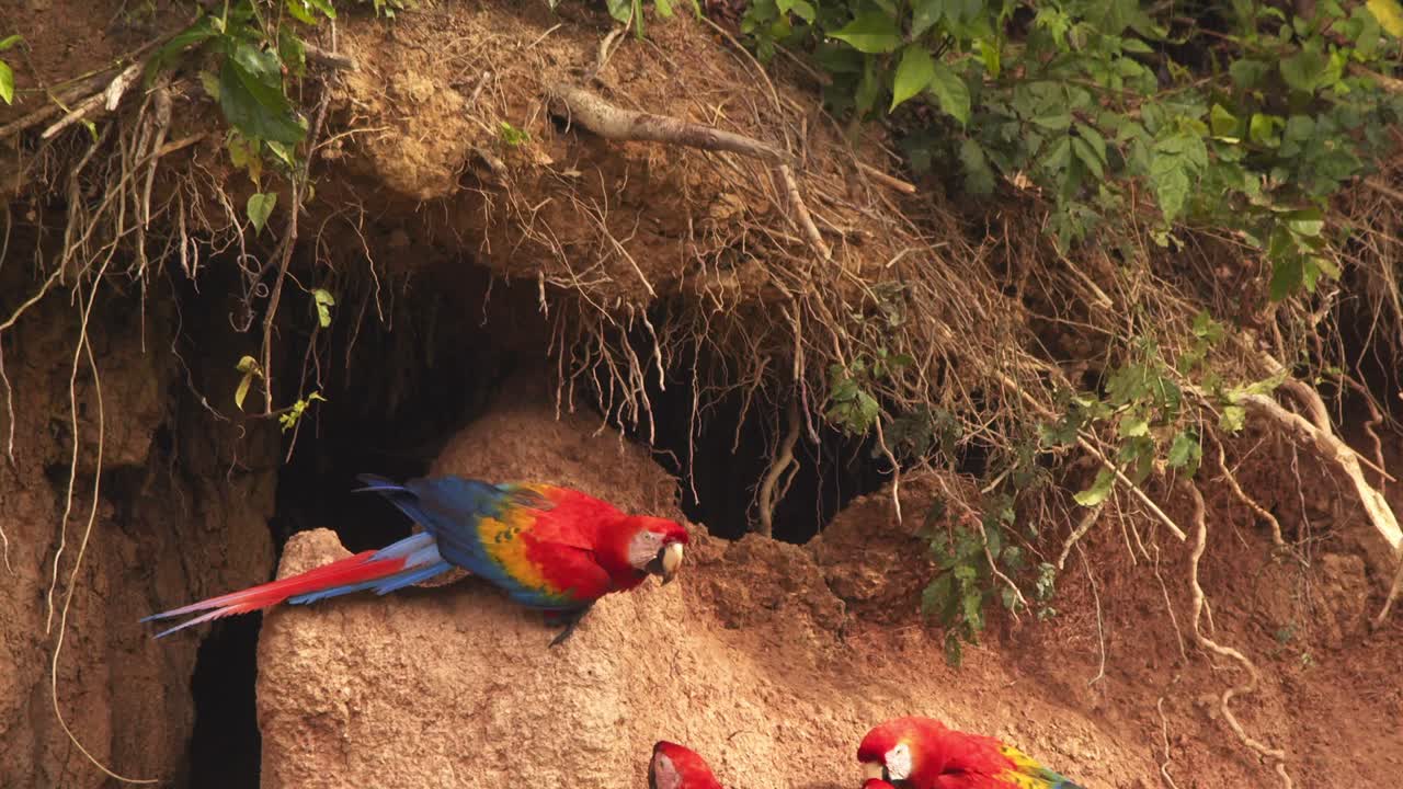 Flock of Scarlet Macaws share the Chuncho clay lick with a pair of blue-and-yellow macaw on a bright morning