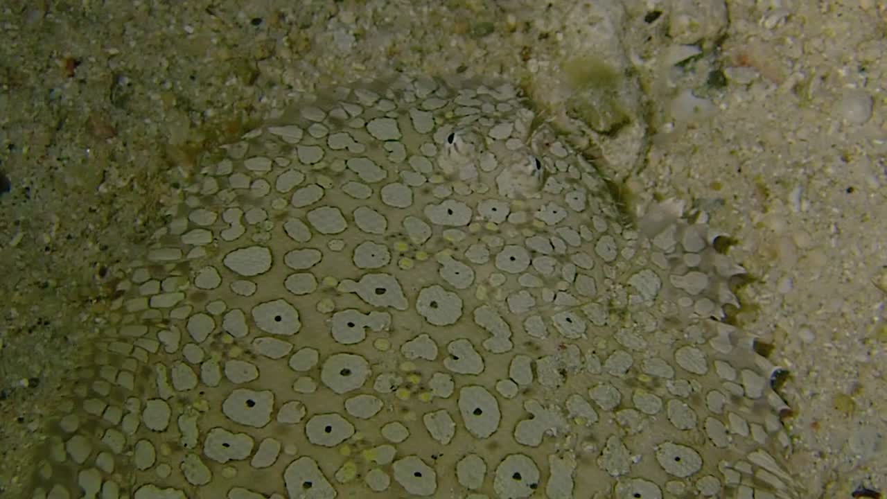 siguiendo a un observador de estrellas muy bien camuflado a lo largo del fondo marino arenoso