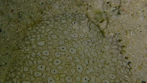 siguiendo a un observador de estrellas muy bien camuflado a lo largo del fondo marino arenoso