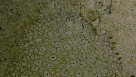 following a very well camouflaged stargazer along the sandy sea bed