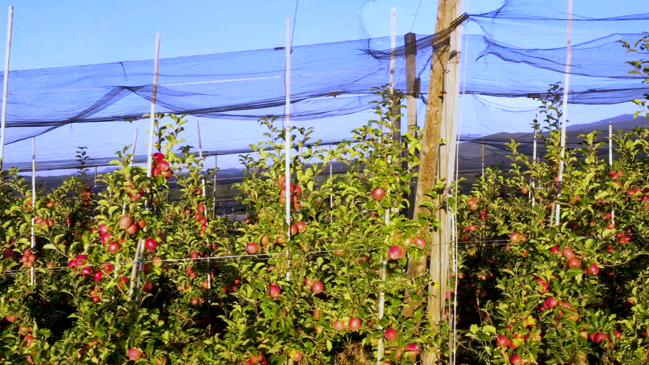 사과 농장, 보호를 위한 우박 방지 그물이 있는 과수원, 측면에서 팬 샷, 일출에 나무에서 사과 읽기, 과일 생산, 식물 보호 사업
