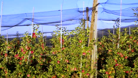 apple plantation, orchard with anti hail net for protection, pan shot from side, read apples on tree in sunrise, fruit production, plant protection business