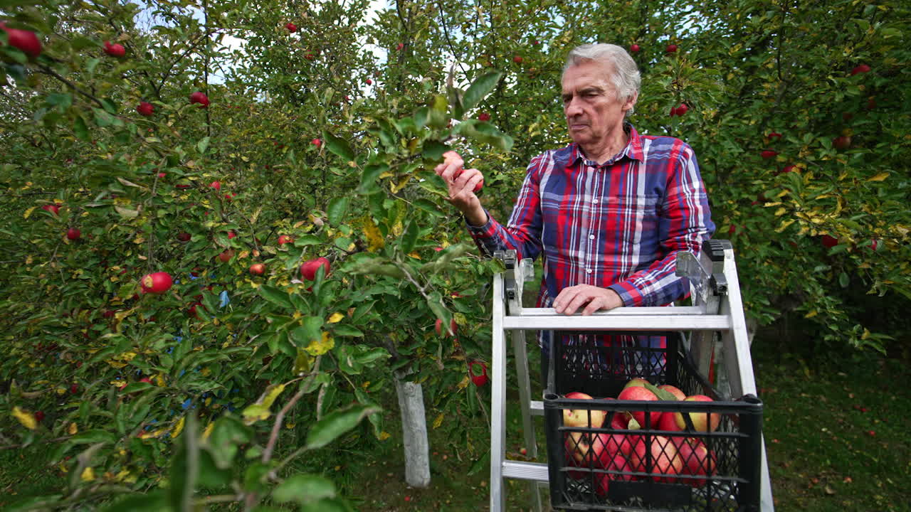 Male old farmer gathering red apples from tree into plastic box. The man stands on metal step ladder and collects fruit from trees in the garden.
