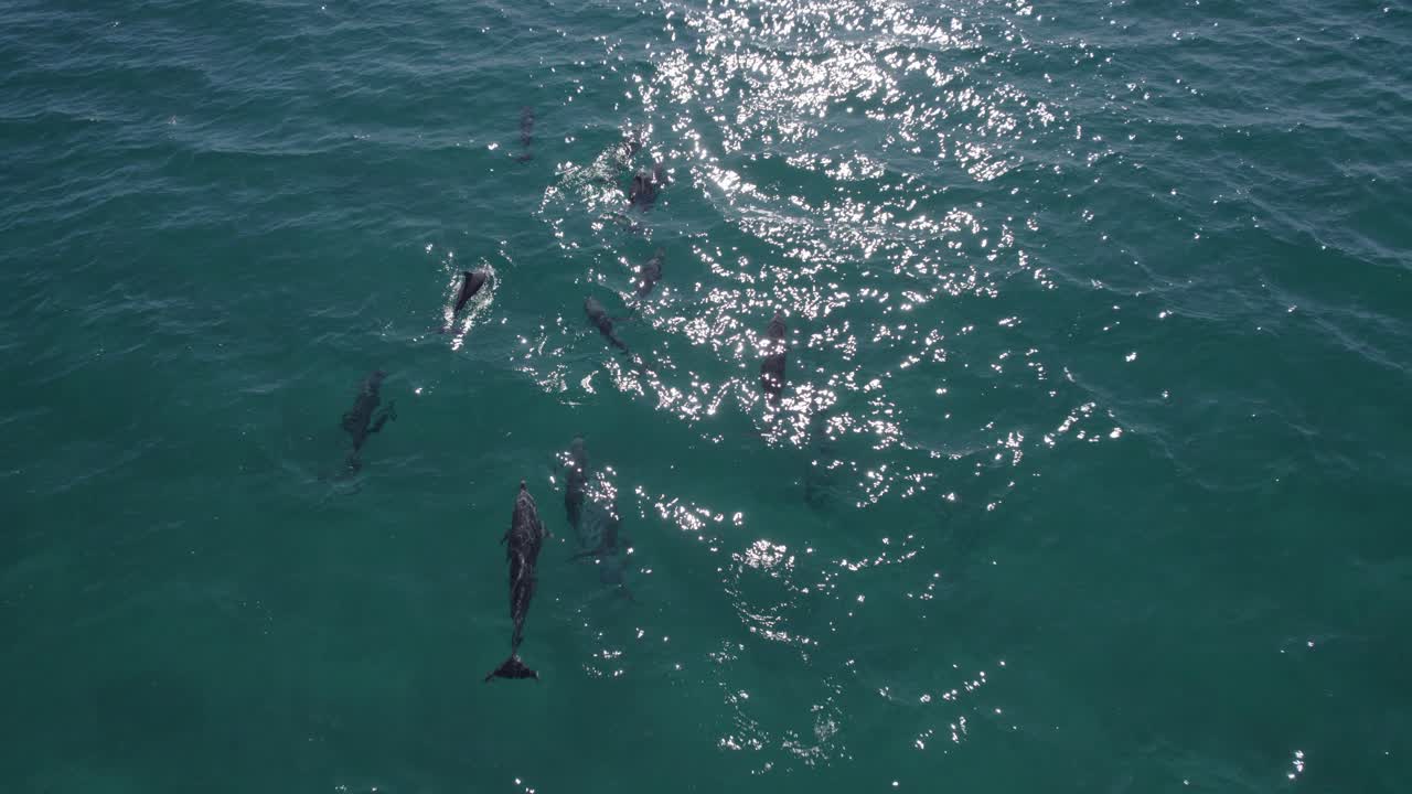 delfines nariz de botella nadando en las brillantes aguas del mar azul