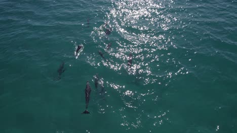Delfines-Nariz-De-Botella-Nadando-En-Las-Brillantes-Aguas-Del-Mar-Azul