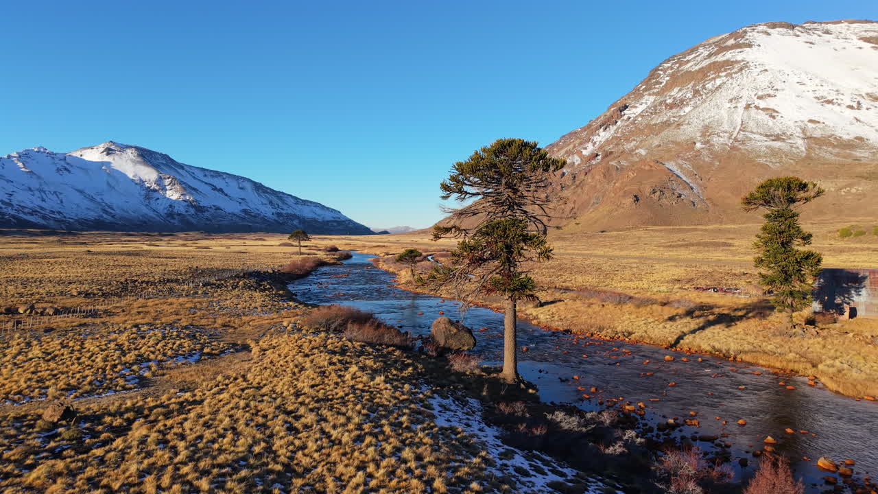 Smooth forward drone movement at sunlit highland valley with sparse trees and snow capped mountains in distance, Caviahue, Neuquén, Argentina