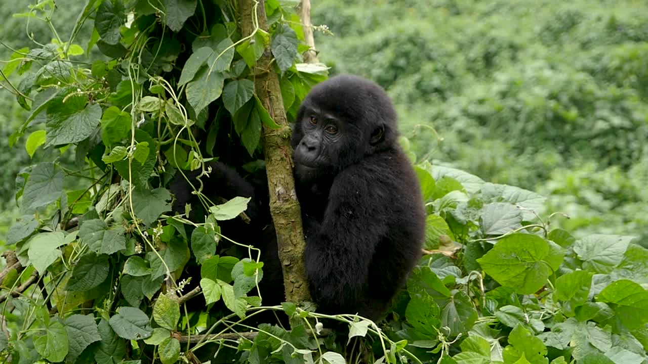 Primo piano, ripresa con gimbal al rallentatore di un giovane gorilla di montagna in via di estinzione, che vive nel suo habitat naturale nella giungla, nel Parco Nazionale della Foresta Impenetrabile di Bwindi in Uganda, Africa.