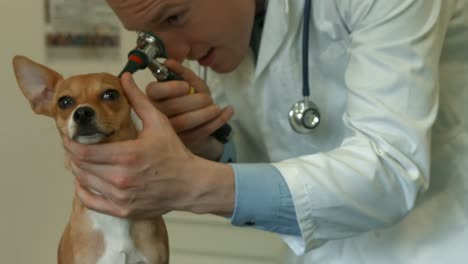 vet examining little dog in his office