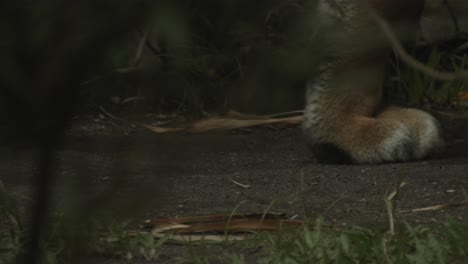 close up slow motion shot of tiger feet behind trees, cryptic animal on the hunt