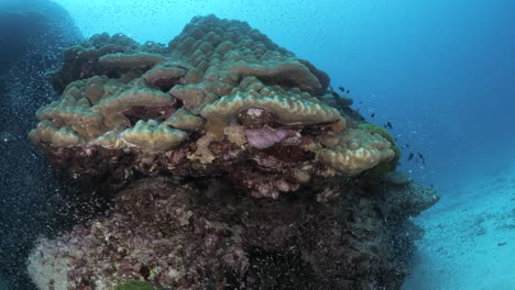Eine-Farbenfrohe-Korallenformation,-Umgeben-Von-Schimmernden-Fischen-Und-Blauem-Tropischem-Wasser