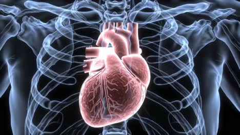 a detailed visualization of the human heart within the skeletal structure, highlighting its complex anatomy and intricate blood vessel network for educational purposes