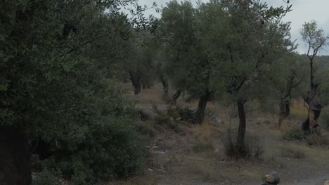 Olivar-Silvicultura-En-Grecia-Precipitaciones