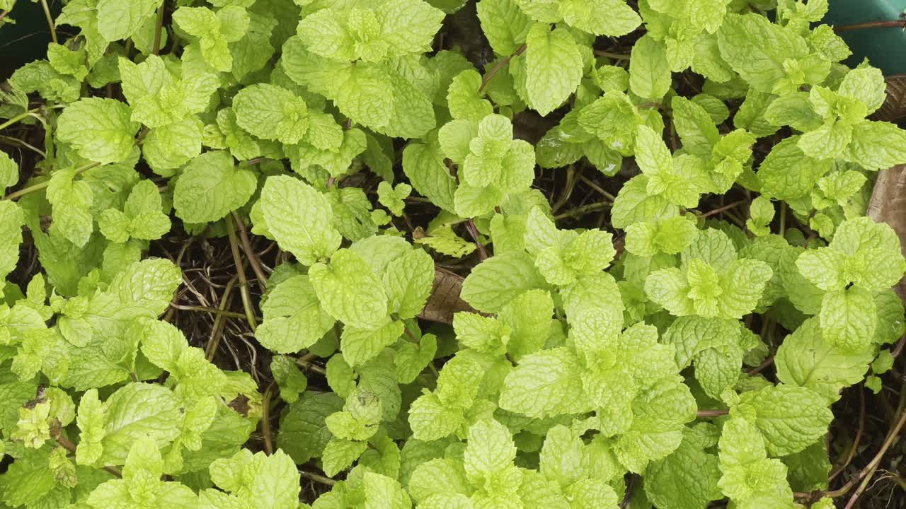 Tracking shot of a mint plant in a home garden, showcasing its vibrant bright green leaves and slender brown stems