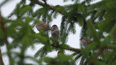 group of sparrows hiding in the pine tree