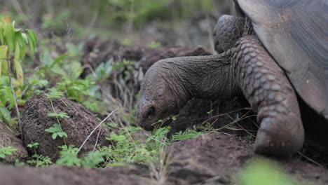 Galapagos-Schildkröte-Nahaufnahme-Des-Essens