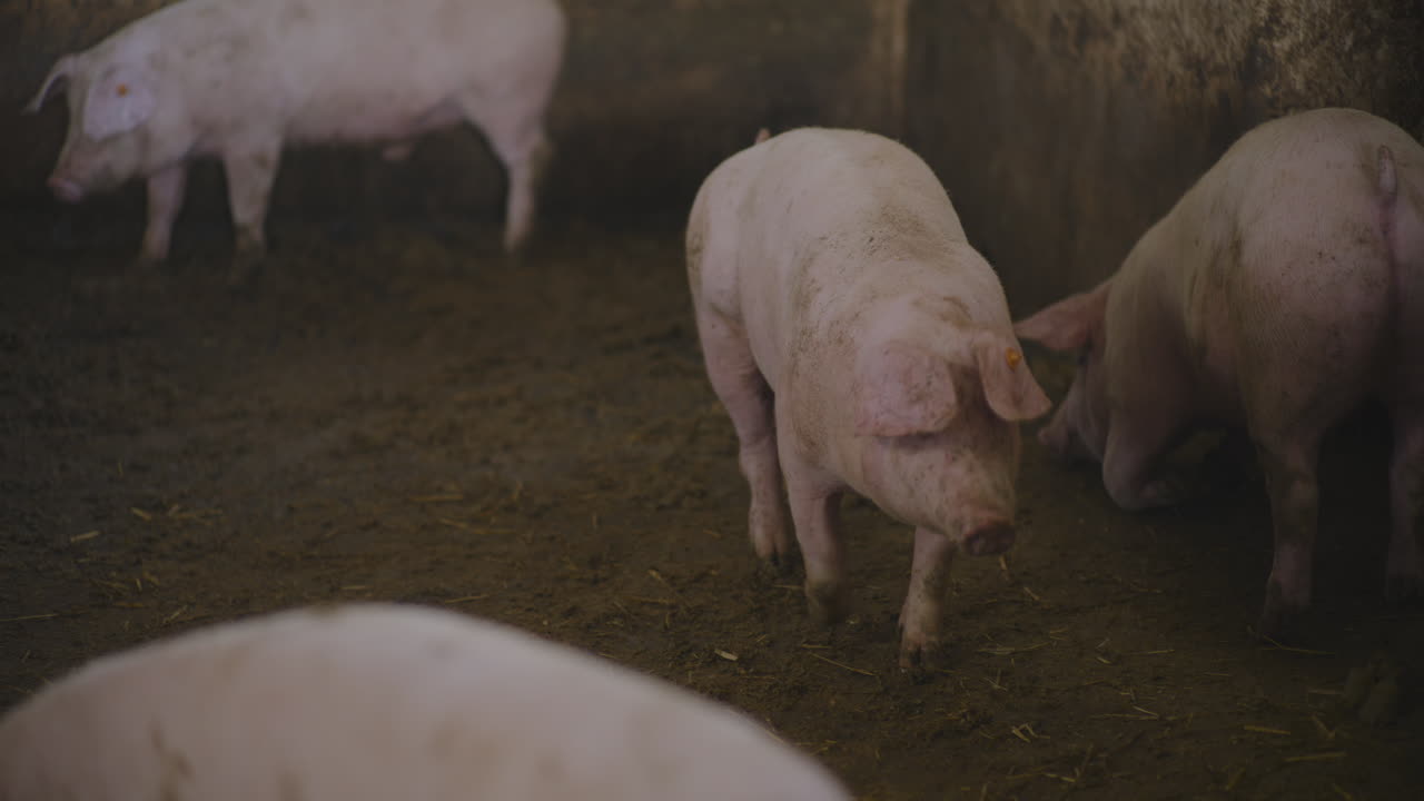 농장 창고에 있는 돼지
