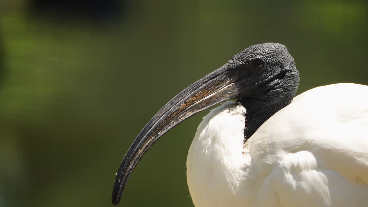 A detailed close-up portrait of an African sacred ibis preening its white feathers, showcasing the texture of its featherless black head and long, curved bill against a soft green water background.