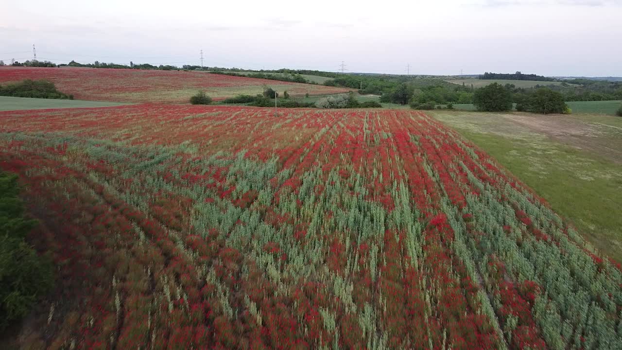 붉은 꽃이 있는 양귀비 밭의 조감도