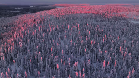 sunlit winter landscape with hills, snowy trees and arctic wilderness of lapland - aerial tilt shot