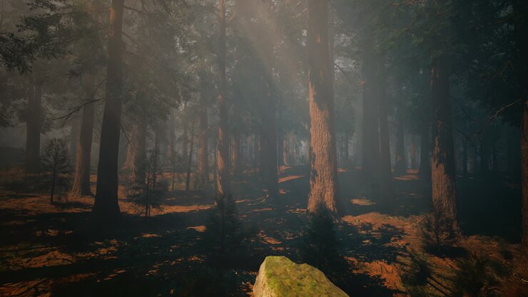 Mysterious and Foggy Forest