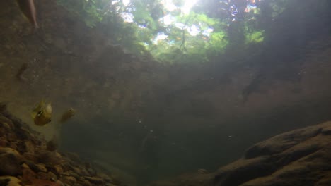 El-Parque-Nacional-Kaeng-Krachan-Es-El-Hogar-De-Muchos-Animales-Salvajes-Fantásticos-Y-Los-Arroyos-Son-Una-Fuente-De-Vida-De-Agua-Dulce-Para-Que-Los-Animales-Beban-Y-Los-Peces-Naden.