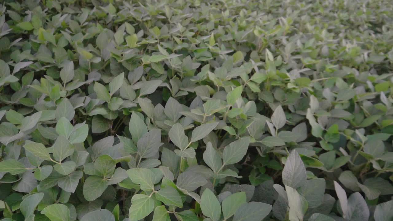Slow-motion high-angle spinning-around image of a green soybean farmland.